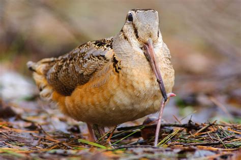 Getting to Know The Woodcock.